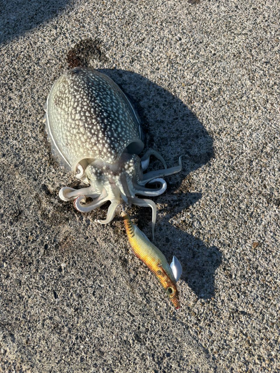 シリヤケイカの釣果写真
