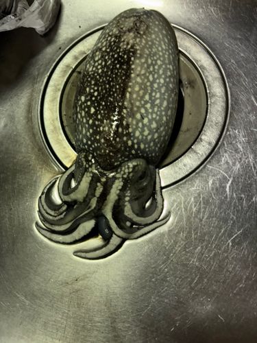 シリヤケイカの釣果