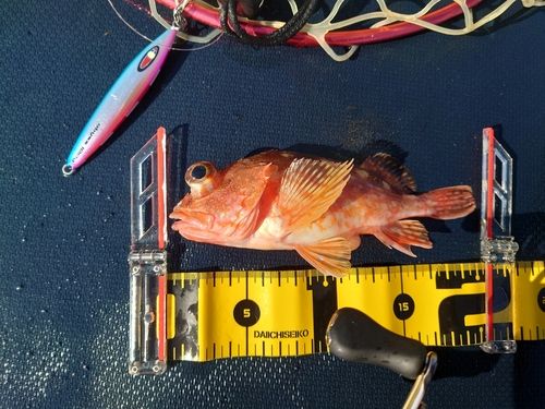アラカブの釣果