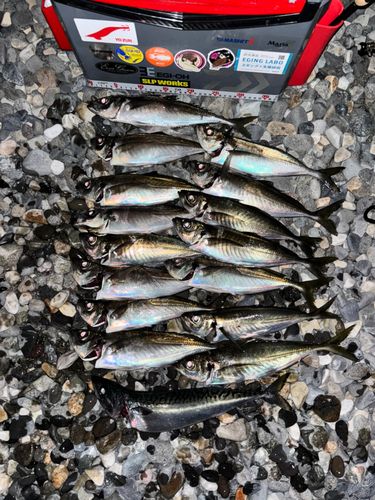 アジの釣果