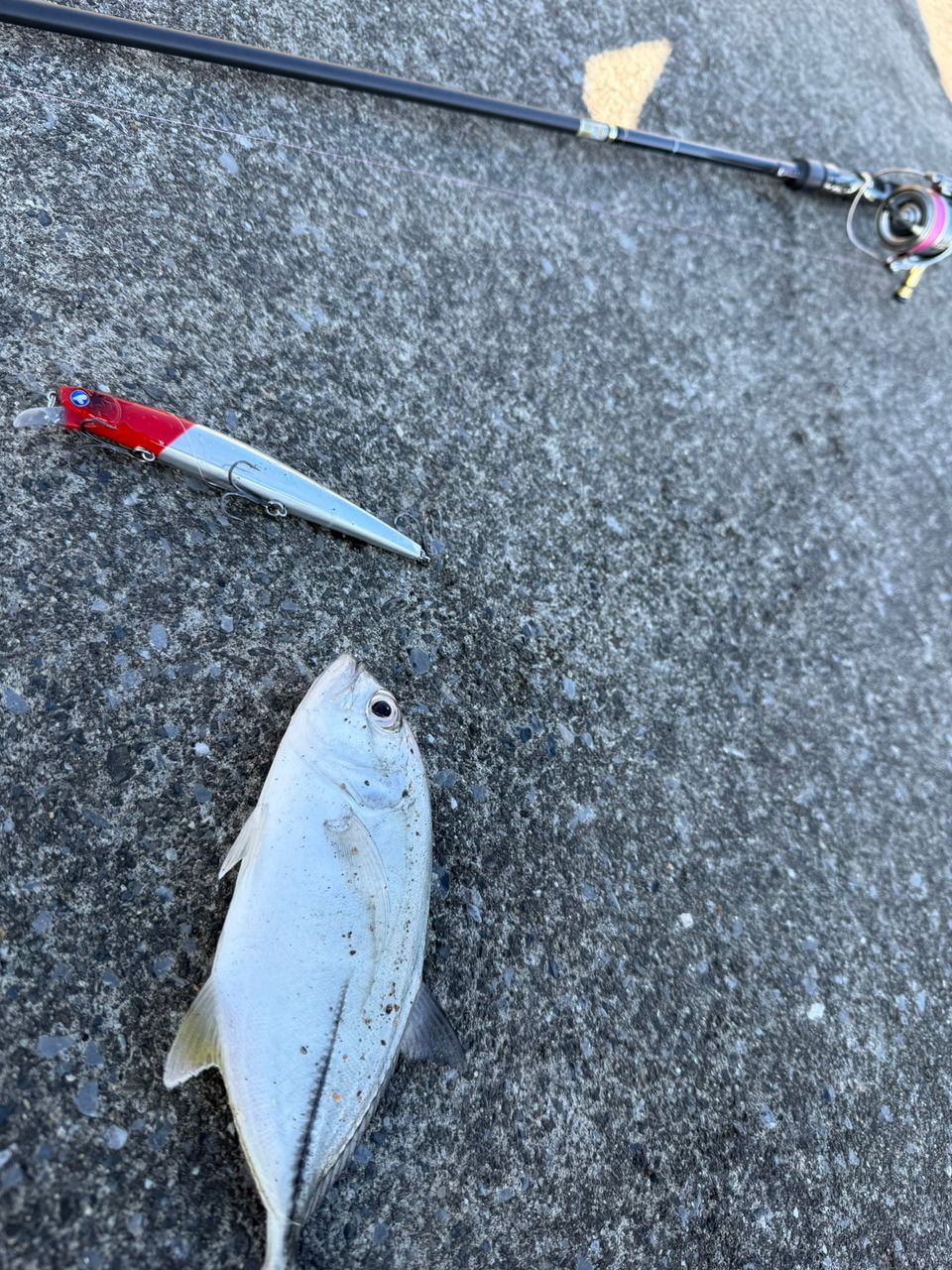 SHIMANO 18ステラ 3000MHGの最安値・インプレ・釣果 | 本音の口コミが
