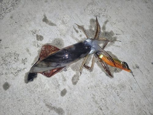 ヒイカの釣果