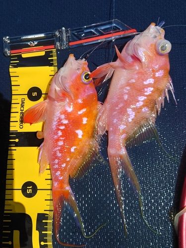 サクラダイの釣果