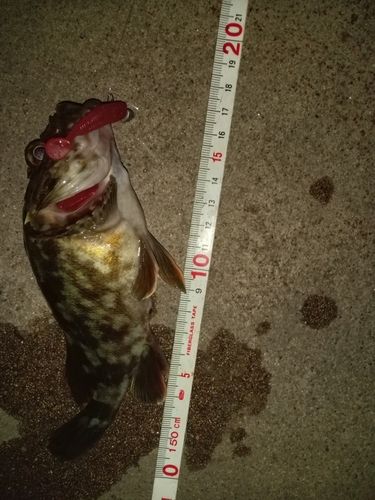 カサゴの釣果