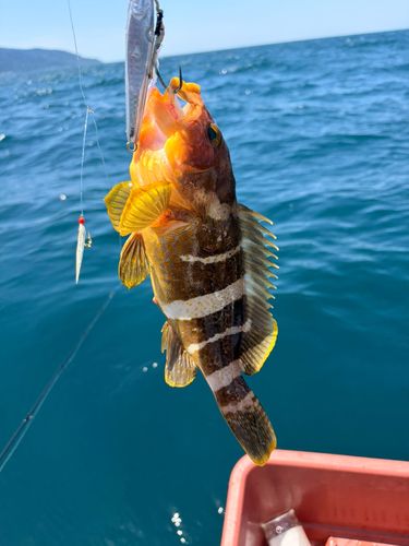 アオハタの釣果