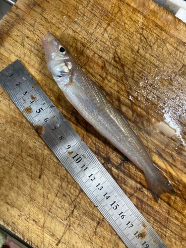シロギスの釣果