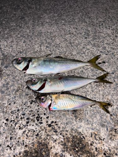 マアジの釣果