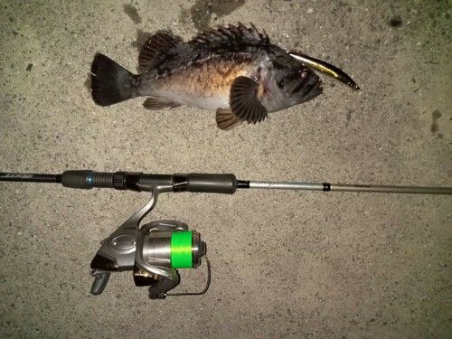 クロソイの釣果