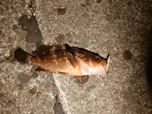 キジハタの釣果