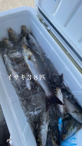 イサキの釣果