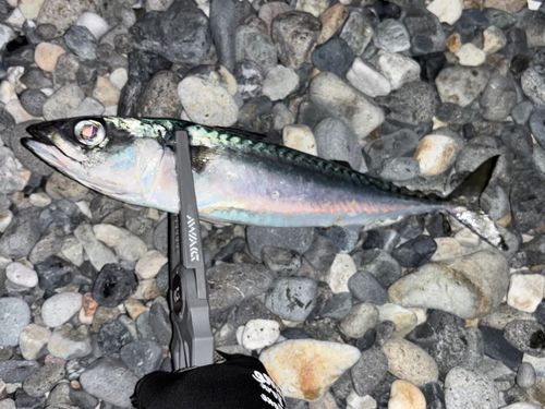 マサバの釣果