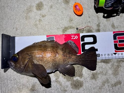 メバルの釣果