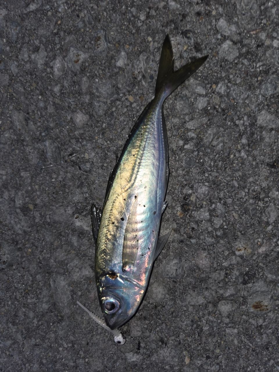 SHIMANO 23ソアレ BB S76UL-Sの最安値・インプレ・釣果 | 本音の口コミ