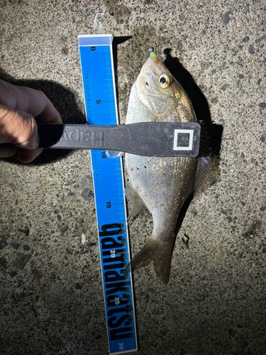 ウミタナゴの釣果