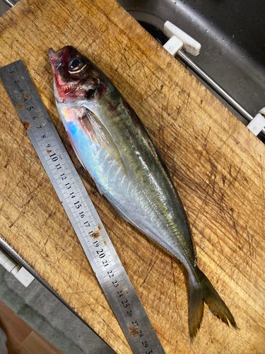 マアジの釣果