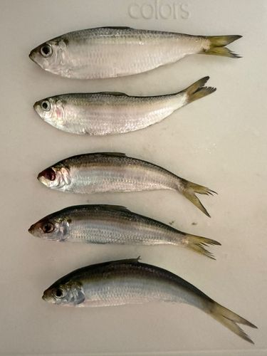 サッパの釣果