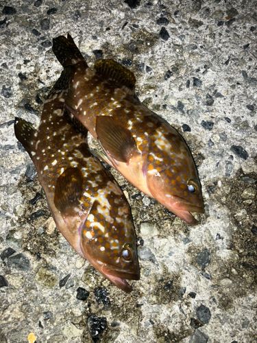 アコウの釣果