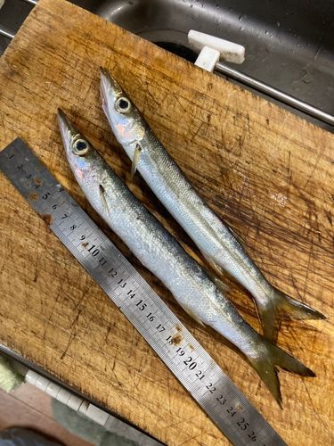 アカカマスの釣果