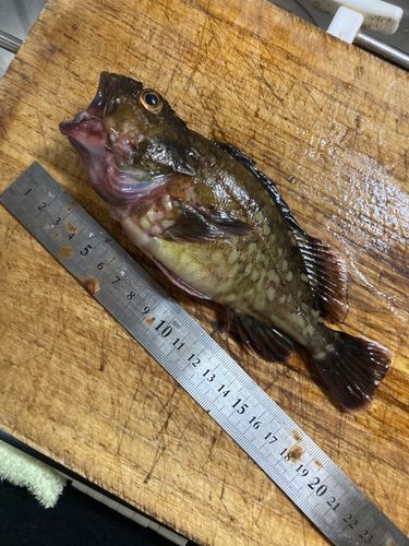 カサゴの釣果