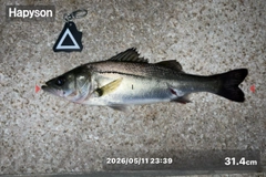 シーバスの釣果