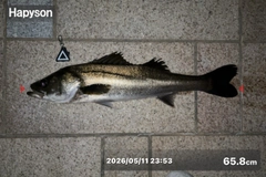 シーバスの釣果