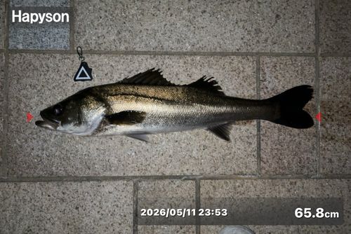 シーバスの釣果