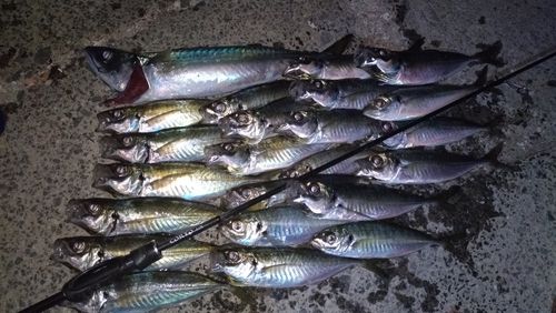 アジの釣果