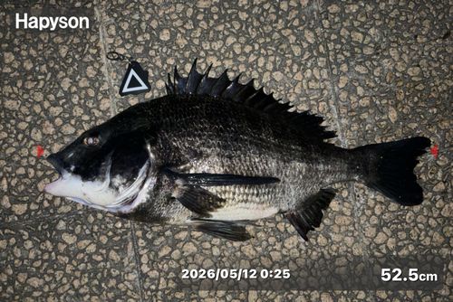 クロダイの釣果