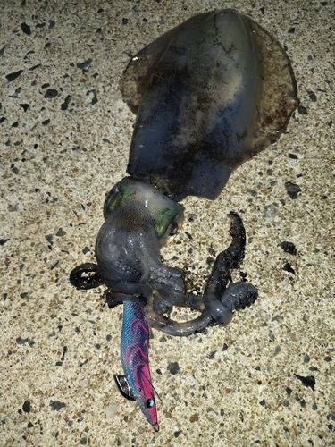 アオリイカの釣果