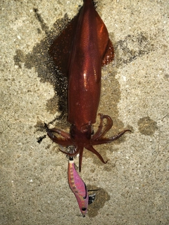 ケンサキイカの釣果