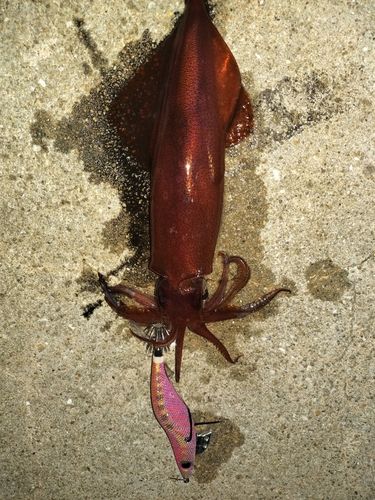 ケンサキイカの釣果