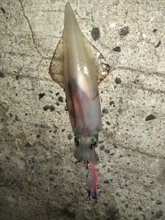 ヤリイカの釣果