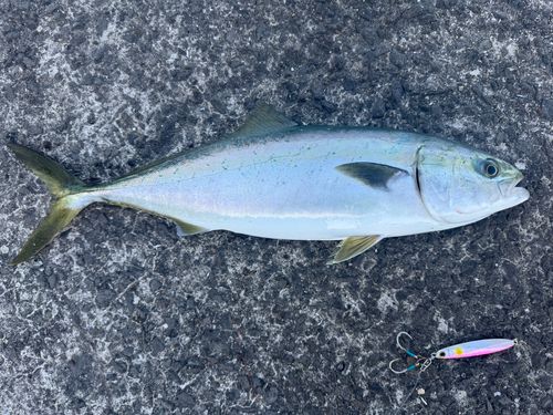 ハマチの釣果