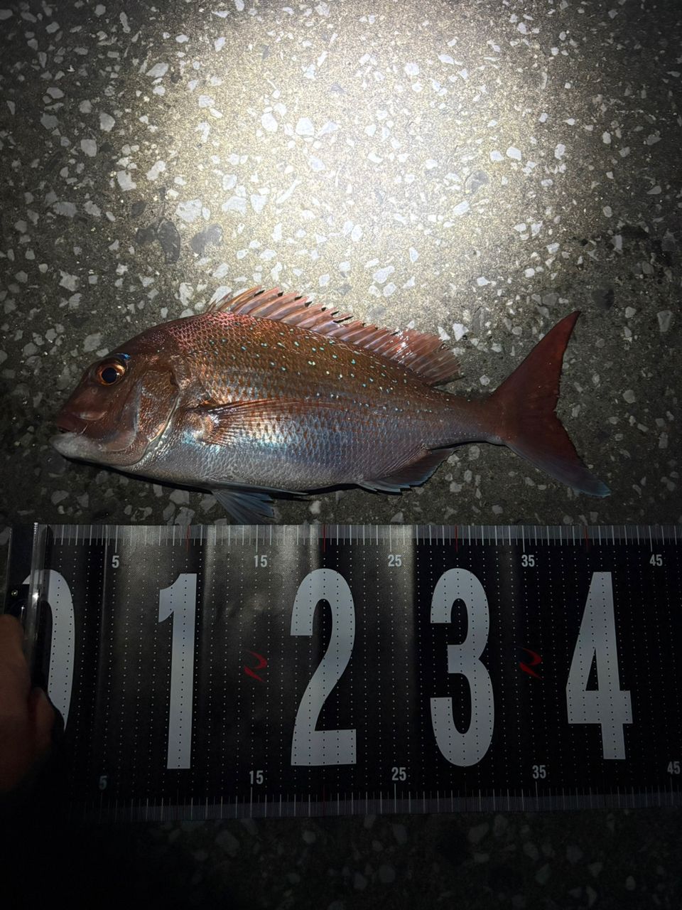 タイの釣果写真