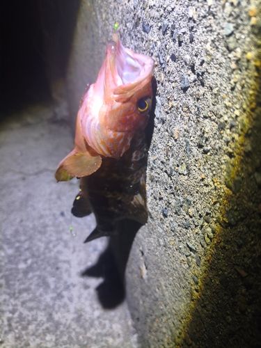アイナメの釣果