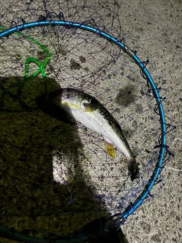フグの釣果