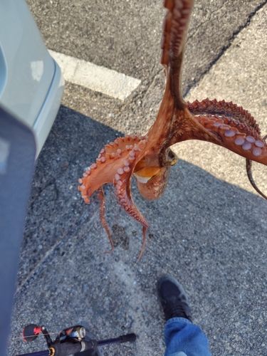 タコの釣果