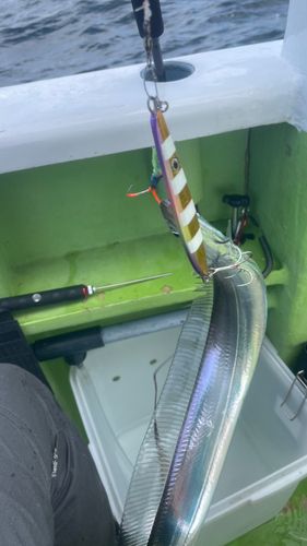 タチウオの釣果