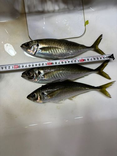 アジの釣果