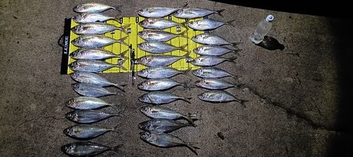 マアジの釣果