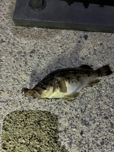 クロソイの釣果