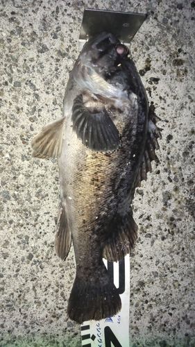 クロソイの釣果