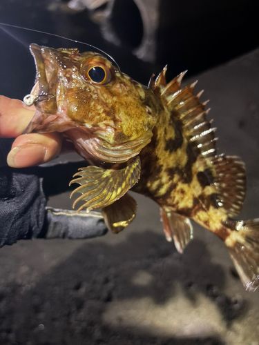ガシラの釣果