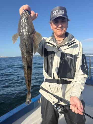 マゴチの釣果