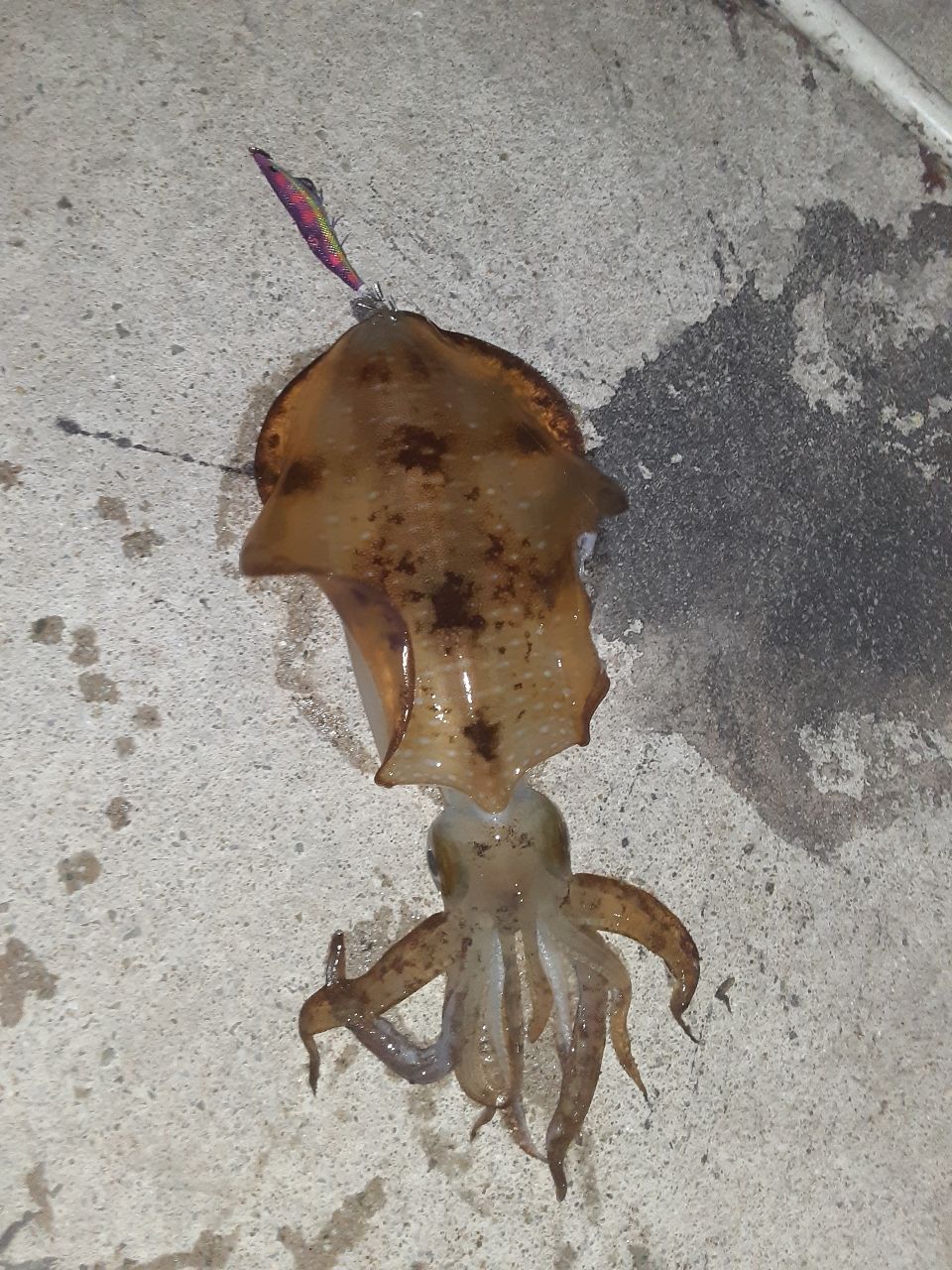 アオリイカの釣果写真