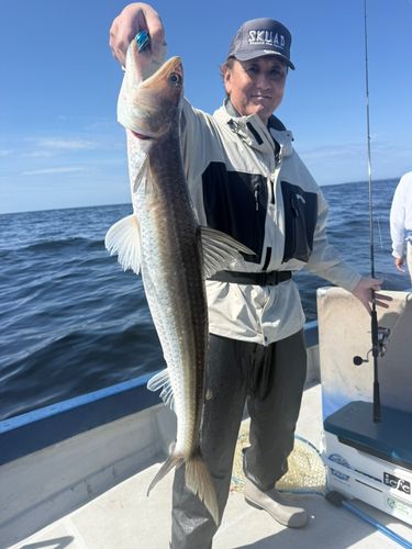 エソの釣果