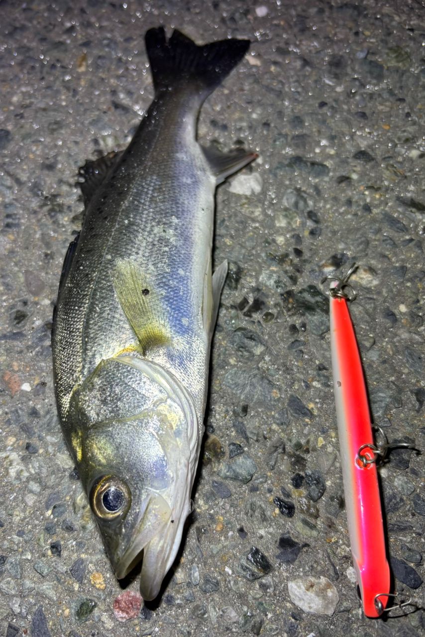 セイゴ（マルスズキ）の釣果写真