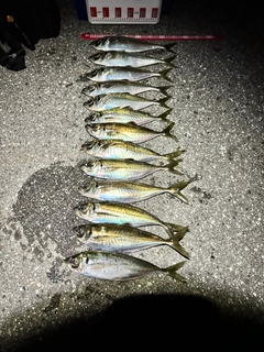 マアジの釣果