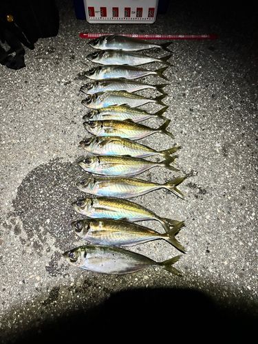 マアジの釣果