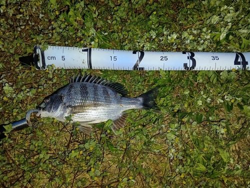 チヌの釣果